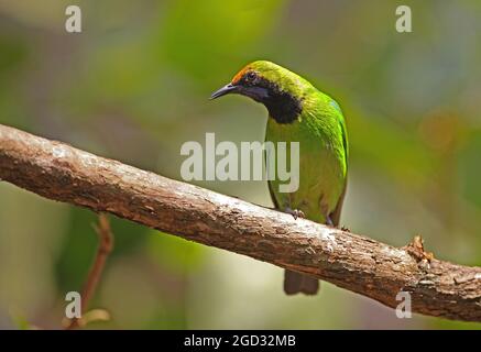 Goldgesägte Leafbird (Chloropsis aurifrons pridii), erwachsenes Männchen, das auf dem Zweig Kaeng Krachen, Thailand, thront Februar Stockfoto