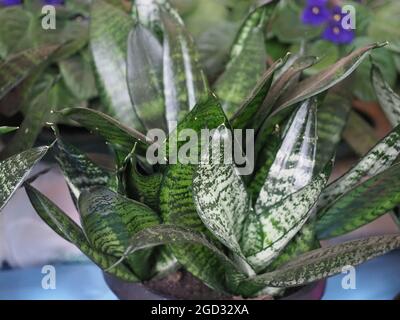 sansevieria aka Mutter in der Rechtsszunge (wissenschaftlicher Name Dracaena trifasciata) Pflanze Stockfoto