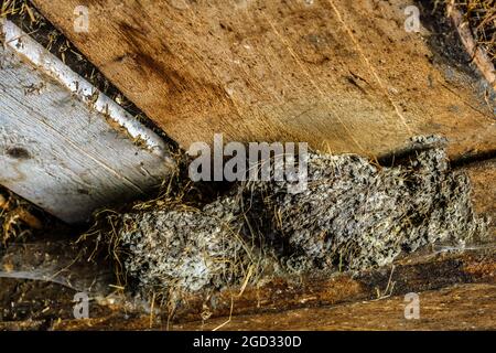 Vogelnest im Stall Stockfoto