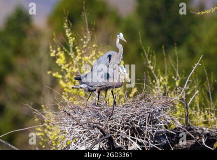 Ein Blaureiher arbeitet im Nest und legt vorsichtig einen Stock, während sein Partner mit Interesse von hinten beobachtet. Stockfoto