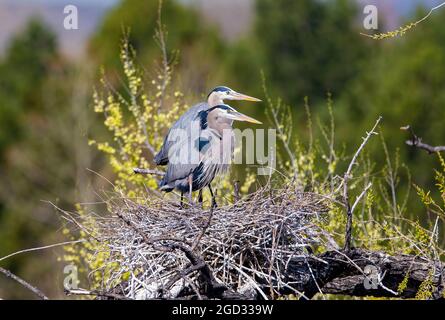 Ein schönes Seitenprofil von zwei Blaureihern, dicht in ihrem Nest ausgerichtet und aus der Nähe betrachtet. Stockfoto