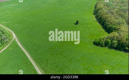 Grüne Sommer ländliche Landschaft mit lebendigen Weiden, Feldwege und Wald herum. Luftlandschaft an sonnigen Tag Stockfoto