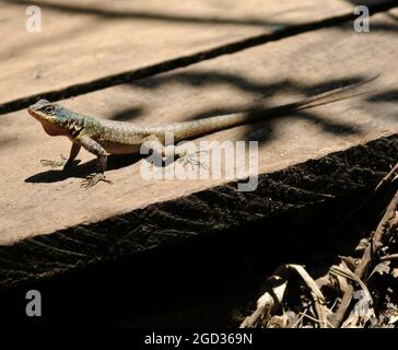 Südamerikanische Eidechse (Liolaemus lemniscatus). Iguazu Nationalpark, Misiones, Argentinien Stockfoto