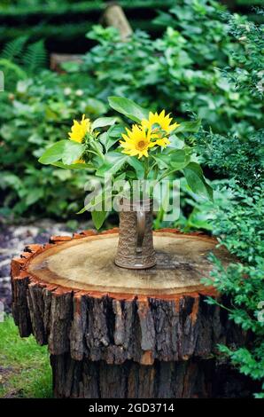 Fotografie der Sonnenblume Helianthus annuus in einem Vintage-Topf auf Holzbalken gegen grüne Pflanzen im Garten. Stockfoto
