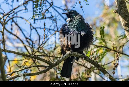 TUI im Baum verschnuppert Stockfoto