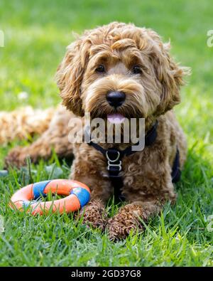 8-Monate-Alte Labradoodle-Hündin, die in der Nähe von Ringspielzeug ruht. Hundepark an der Leine in Nordkalifornien. Stockfoto