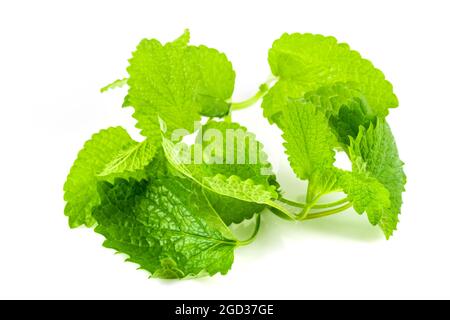 melisse mit Zitronengras isoliert. Frischer Zitronenmelisse auf weißem Hintergrund. Stockfoto
