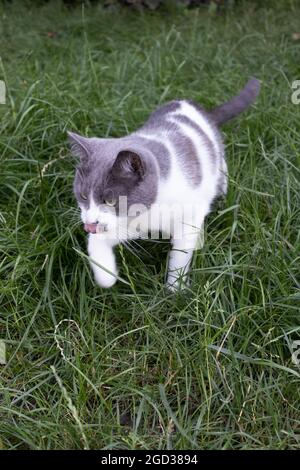 Die Katze auf der Jagd im grünen Gras. Hauskatze im Freien. Stockfoto