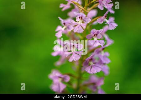 Lila umrandete Orchideenblume Nahaufnahme Stockfoto