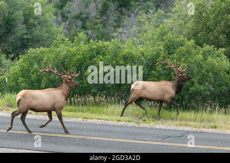 Zwei Bullenelche überqueren eine Straße in Colorado, USA Stockfoto