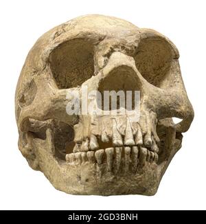 Schädel der Neandertaler auch Neandertaler, Homo neanderthalensis oder Homo sapiens neanderthalensis Stockfoto