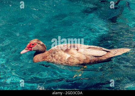 Ente mit rotem Schnabel auf klarem türkisfarbenem Wasser. Ente schwimmt auf blauem Wasser im Swimmingpool Stockfoto