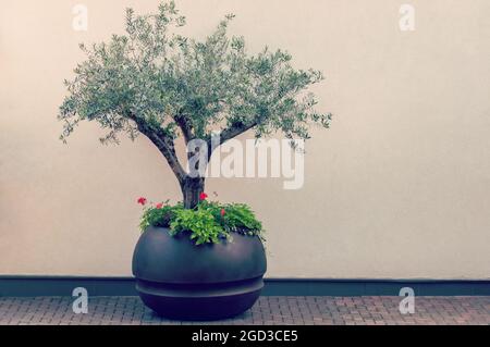 Bonsai eines Olivenbaums im Topf. Dekorativer Olivenbaum in einem Blumentopf. Stockfoto