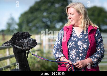 Shepherds Close Farm, Wickwar, Wotton-under-Edge, Gloucestershire, Großbritannien. August 2021. Geronimo der Alpaka tritt zusammen mit seiner eigenen auf Stockfoto