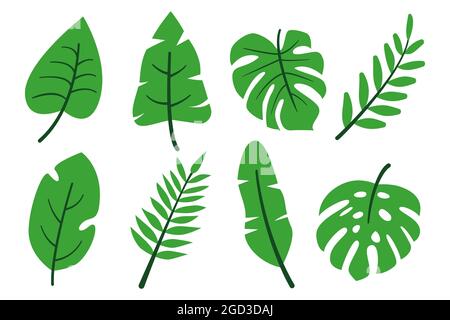 Tropische Blätter abstrakt grün Cartoon flach auf weißem Hintergrund isoliert gesetzt. Monstera verschiedener Arten, Banane, andere Dschungelpflanzen. Kollektion für Design. Einrichtungselemente. Vektorgrafik Stock Vektor