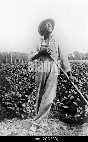 Porträt eines Mannes, der auf dem Feld steht, mit Hacke(?), der nach oben schaut, in Washington, D.C. oder New York Gegend ca. 1909 Stockfoto