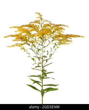 Goldene Solidago virgaurea Blüten isoliert auf weißem Hintergrund. Ragweed-Sträucher oder Ambrosia artemisiifolia. Medizinische Kräuterpflanze. Stockfoto