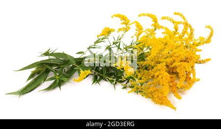Goldene Solidago virgaurea Blüten isoliert auf weißem Hintergrund. Ragweed-Sträucher oder Ambrosia artemisiifolia. Medizinische Kräuterpflanze. Stockfoto