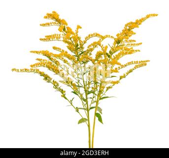 Goldene Solidago virgaurea Blüten isoliert auf weißem Hintergrund. Ragweed-Sträucher oder Ambrosia artemisiifolia. Medizinische Kräuterpflanze. Stockfoto