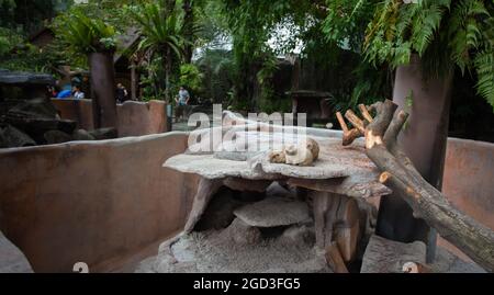 Exotischer Zoo mit drei winzigen Meerschweinchen, die sich zusammendrängten Stockfoto