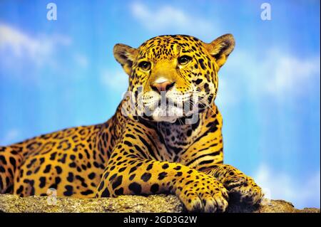 Chicago, Illinois, USA. Ein jaguar (panthera onca) blickt von einem hohen Barsch herab und bietet einen typisch katzenartigen Blick auf den Lincoln Park Zoo. Stockfoto