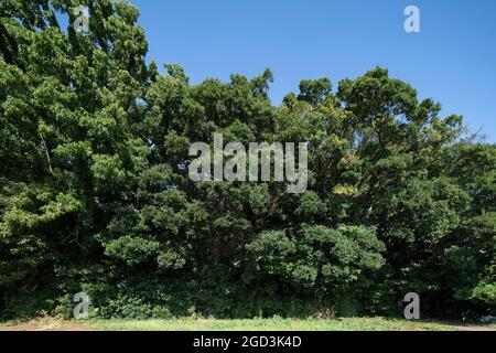 Sommer tiefgrüne Blätter, Stadt Isehara, Präfektur Kanagawa, Japan Stockfoto
