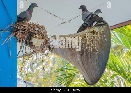 Tauben ein Nest gebaut und ruhen auf dem alten Horn Lautsprecher an das Gebäude Stange befestigt. Stockfoto