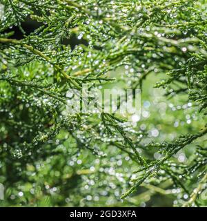 Textur, Hintergrund, Muster aus grünen Ästen von dekorativem immergrünen Nadelholz-Wacholder mit Regentropfen. Bokeh mit Lichtreflexion. Natürlicher Hintergrund Stockfoto