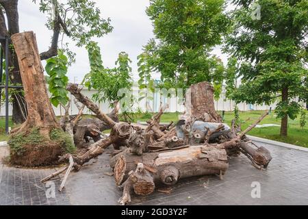 Stapel von Baumstämmen wurden in kleinere Stücke geschnitten und Gestapelt von Bäumen und Baumstümpfen wurden auf dem Boden gelassen Den öffentlichen Garten zu organisieren und zu dekorieren Stockfoto