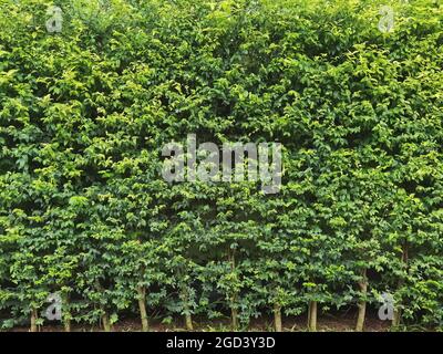 Lange grüne Hecke oder grüne Laubwand. Green Grass Wand Textur für Hintergrund-Design und Öko-Wand und gestanzt für Kunstwerk.Beautiful Green Grass und Hed Stockfoto