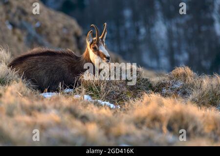 FRANKREICH, HAUT-RHIN (68), NATURPARK BALLONS DES VOSGES, GÄMSEN (RUPICAPRA RUPICAPRA) IN DEN VOGESEN IM WINTER Stockfoto