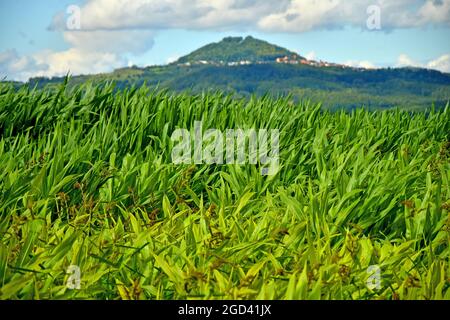 Maisfeld mit Berg im Hintergrund Stockfoto