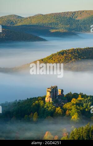 FRANKREICH, BAS-RHIN (67), REGIONALER NATURPARK NORDVOGESEN, LEMBACH, SCHLOSS FLECKENSTEIN, UMGEBEN VON HERBSTNEBEL Stockfoto