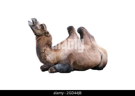 Bactrian Camel liegt isoliert auf weiß. Das Baktriankamel Camelus bactrianus ist ein großes, gleichmäßiges Huftier, das in den Steppen der Mongolei beheimatet ist Stockfoto