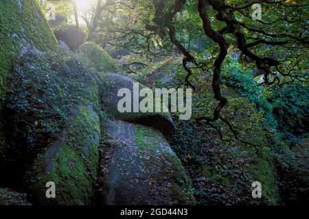 FRANKREICH, FINISTERE (29), ARMORICA REGIONAL NATURAL PARK, BRETAGNE., BRETAGNE, FRANKREICH Stockfoto