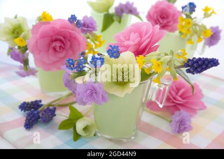 botanik, Kamelie, Muscari, Polyanthus hellebore, ADDITIONAL-RIGHTS-CLEARANCE-INFO-NOT-AVAILABLE Stockfoto
