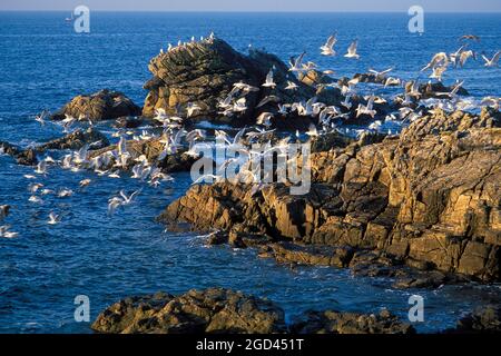 FRANKREICH, LOIRE ATLANTIQUE (44), LE CROISIC, DIE WILDE KÜSTE UND MÖWEN, BRETAGNE Stockfoto