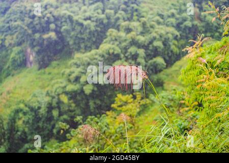 Landschaft von Sapa im Nebel, Nordwest-Vietnam. Vietnam öffnet sich für den Tourismus nach Quarantäne Coronovirus COVID 19 Stockfoto