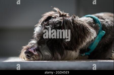 Mini-Schnauzer schläft auf dem Boden in Flecken von Sonnenlicht, sieht fast tot Stockfoto