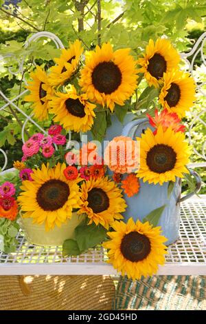 botanik, Sonnenblumen, Zinnien, Dahlien, in blauen und gelben Metallbehältern auf einer Bank im Garten, ZUSÄTZLICHE-RIGHTS-CLEARANCE-INFO-NOT-AVAILABLE Stockfoto