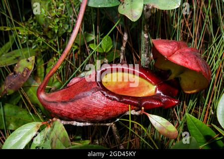 Krug der fleischfressenden Krug-Pflanze Nepenthes rajah, Sabah, Borneo, Malaysia Stockfoto