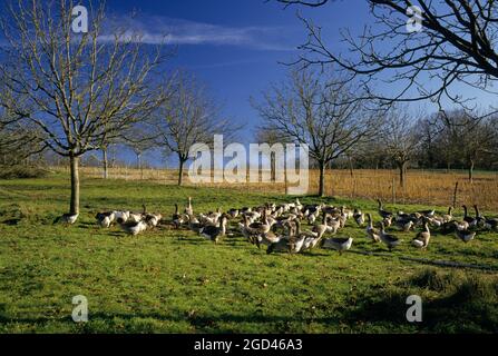 FRANKREICH, DORDOGNE (24) PERIGORD, ZUCHTGÄNSE FÜR DIE PRODUKTION VON FOIE GRAS Stockfoto