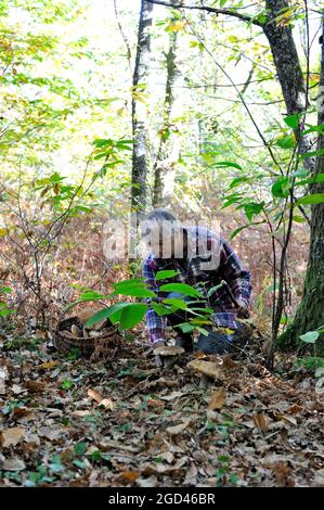 FRANKREICH, DORDOGNE (24) PERIGORD VERT (GRÜNES PERIGORD), PILZSAMMELN, BOLETUS EDULIS, ALLGEMEIN BEKANNT ALS DIE STEINPILZE ODER CEPE DE BORDEAUX Stockfoto