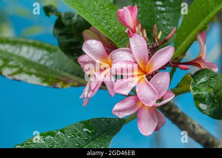 Die Schönheit der blühenden Plumeria vor dem blauen Hintergrund des Teiches und aufgenommen mit einem Nahaufnahme-Foto Stockfoto