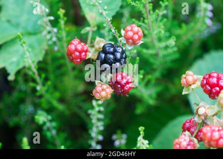 Reife und unreife wilde Brombeeren Beeren auf Zweig Nahaufnahme selektiver Fokus Stockfoto