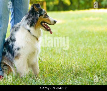 Liebenswert Hund Australian Shepherd in der Nähe Besitzer Beine in grüner Wiese während des Spaziergangs in der Natur Stockfoto