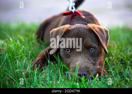 Niedlicher Patterdale Terrier Hundewelpe, der auf Gras, großen Augen und Blei liegt Stockfoto