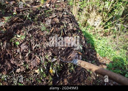 Nahaufnahme der Schaufel im Komposthaufen in einem niederländischen Garten im Frühjahr. Niederlande, März Stockfoto