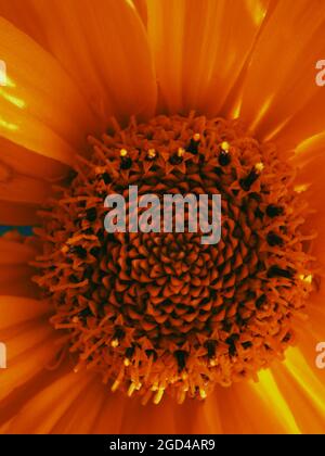 Mitte der gelben Blume, Nahaufnahme. Tithonia diversifolia ist eine blühende Pflanze, die allgemein als der Baum Ringelblume, mexikanische Tour bekannt ist Stockfoto