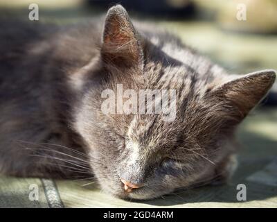 Schnauze einer schlafenden grauen Katze, Nahaufnahme. Porträt einer schlafenden Hauskatze. Stockfoto